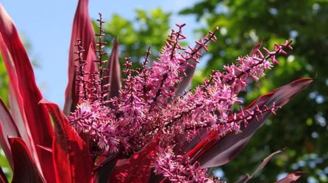 「朱蕉它」色彩高雅华丽,这种红色“竹子”,客厅养一盆,好运来招财运!