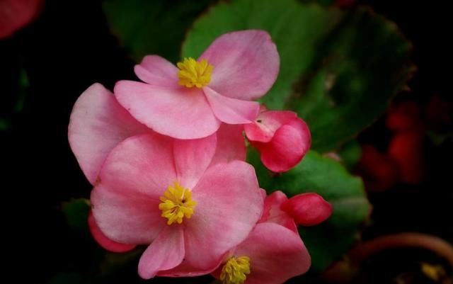  「好运」3种花适合家养，开花漂亮味道香，室内养一盆，改善环境纳好运