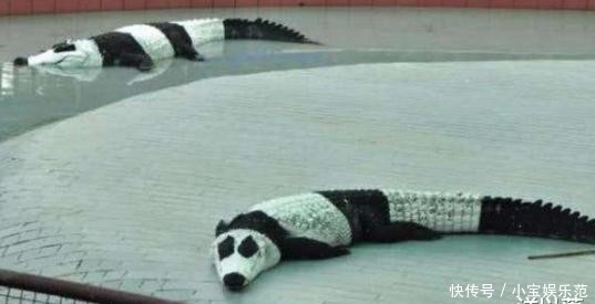 真是奇葩的民族,印度租借中国熊猫被拒绝,最后想出来这个办法