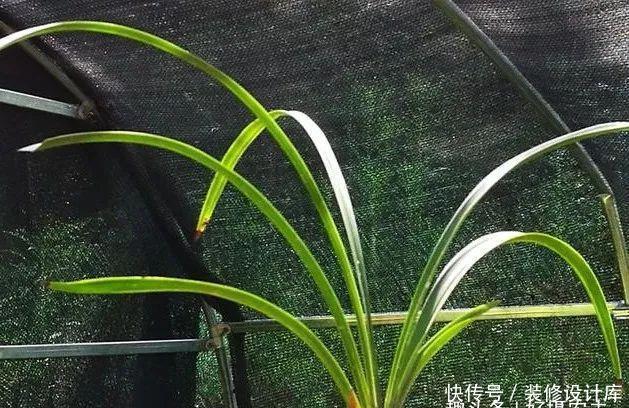  【最怕】兰花服盆期最怕什么？秒懂什么是退草，兰花成活不是问题