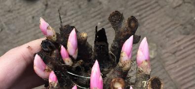  福气■山上这种野生物，极为稀罕，遇到告诉自己是福气，价值不