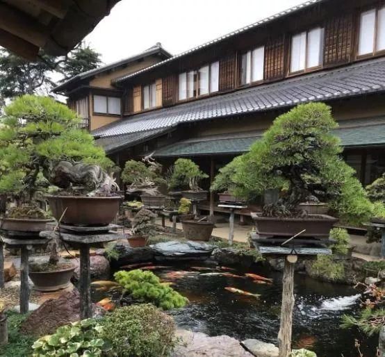 岁寒三友，一组松树盆景佳作欣赏