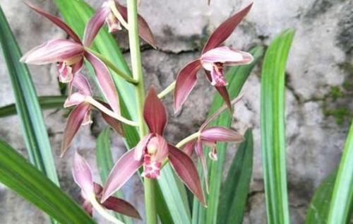  「盆土」兰花长势不好？掌握这2点，烂根、黄叶不再来，大白根呼呼长爆盆