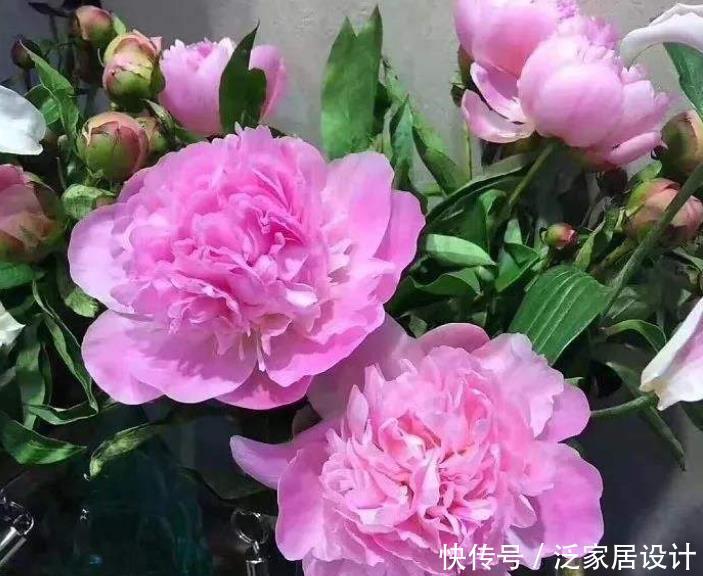 「花朵」3种花,就是开花小机器,花朵比碗大,阳台养一盆秒变下花园!