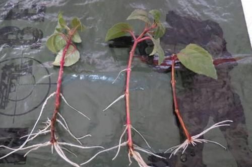  「扦插」倒挂金钟盆盆爆满，就为这3点，开花一茬接一茬，满枝头开花