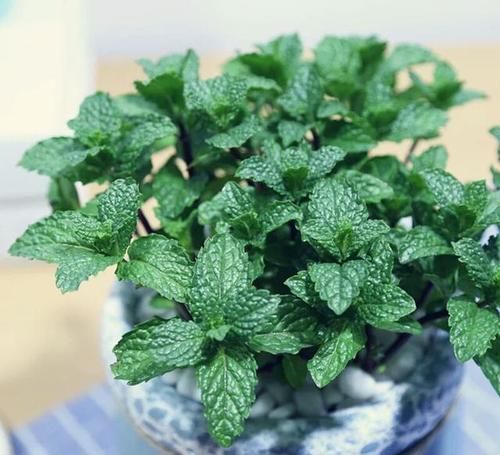  光照@薄荷盆栽怎么养护才会爆盆，几个小技巧，实现边吃边养不是梦