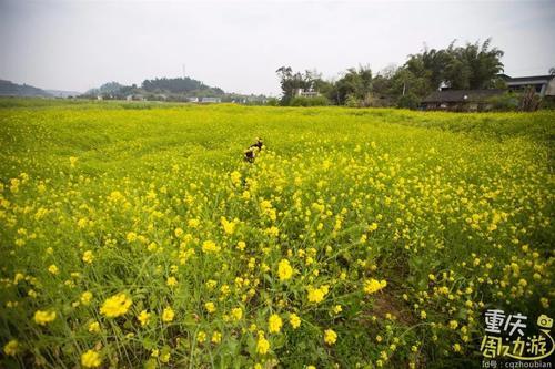 花开成海！再过一周重庆将美翻全国，14处美景玩转这个春天！