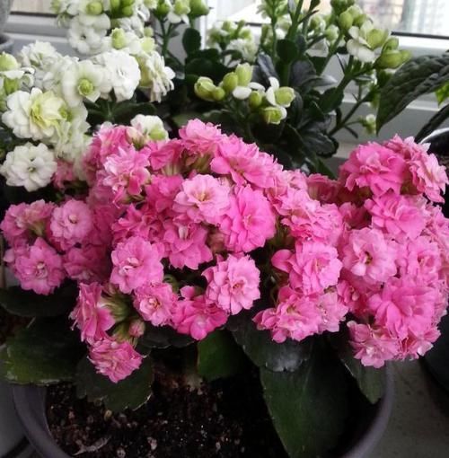  #植物#长寿花最爱“2种料”，换盆时放一点，叶子翠绿长得旺，花期3个月