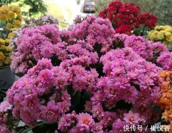  『盆土干透』客厅养的5种花，最怕水，多浇一点点，整盆死翘翘