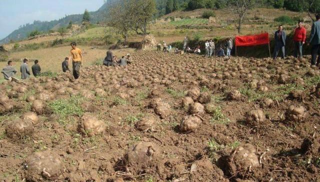  种植：这东西，全株含毒，但农民还是大量种植，涮火锅受喜爱，您吃过吗