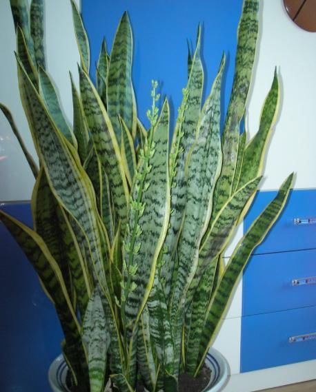 『掰1根枝养』这3种植物,别再花钱买了,掰下“1根枝”藏土里,能活出一整盆!
