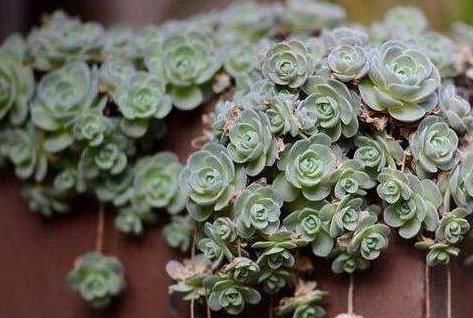 花盆■种植多肉植物,换盆全靠’砸’盆,谁能想到养花的不是土豪