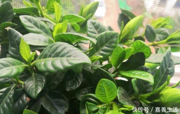  『施肥』刚买的栀子花，一定不要换盆施肥，不然扛不过一周！