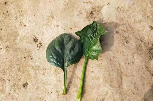  【通菠菜】农民种植这个青菜，可以带根吃，需求量大，你一定也吃过