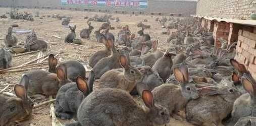  兔子头：养兔子没有销路怎么办？