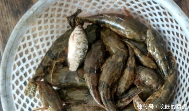  #贵族#这种鱼以前没人要，现在却成了鱼中的“贵族”卖到80元一斤！