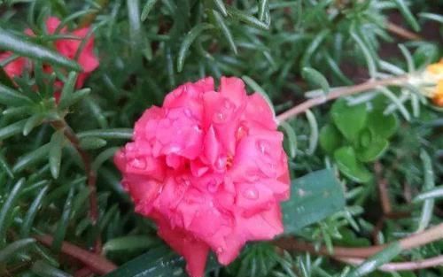  「懒人」6种适合懒人养的花，种上就不用管，比花农网的还好！