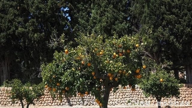  「竟是」养鸭户年入百万，秘诀竟是不让鸭子下水！越来越多农民