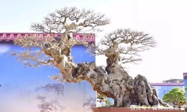  [栽种盆景]玩盆景，已成为当下追求高品质生活的一股潮流