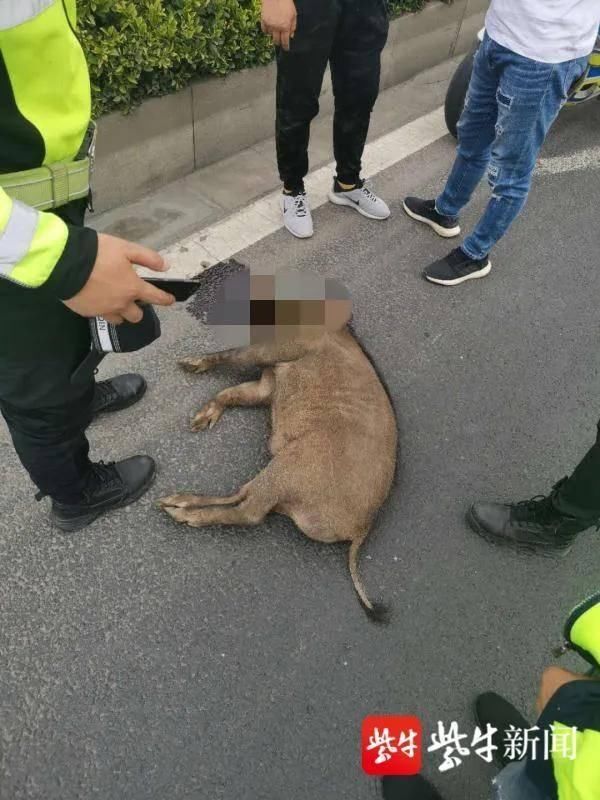 发生|南京江北发生了这样一起离奇车祸:“喂,110吗?我撞到了一头野猪……”