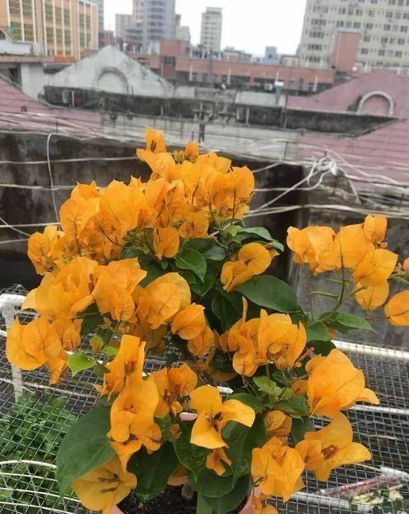 「暗斑夕阳红」这13种三角梅被称“开花机器”小苗就不断开花,适合阳台盆栽