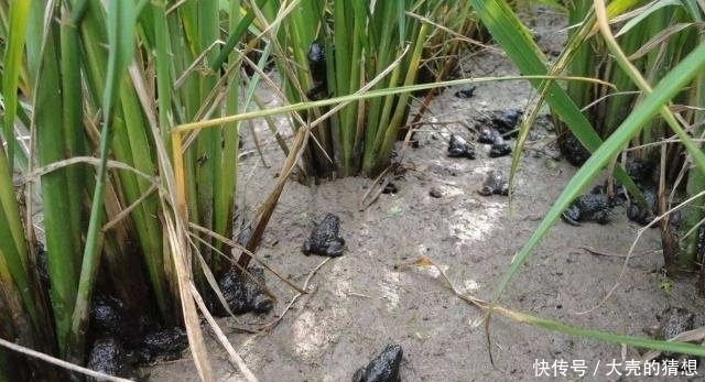  【保护动物】一年吃数万只农业害虫，一次产卵6千粒，却只能靠养殖才能吃到