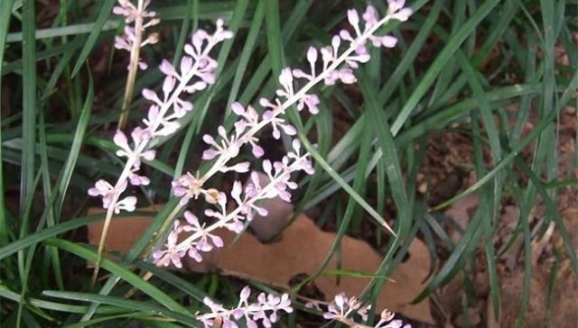  践踏@绿化带中的它原来浑身是宝，见到别践踏，20元一斤供不应求