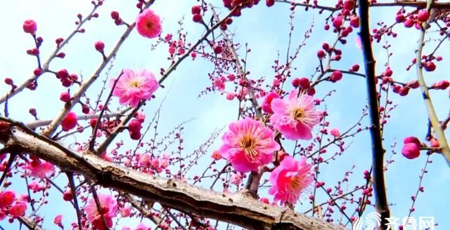 [陶醉]春分时节的花海令人陶醉，等着你打卡签到哟