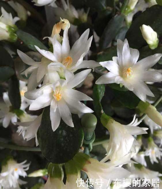 夏天的时|蟹爪兰还没冒花苞,叶子全“黄了”,教你几招就解决