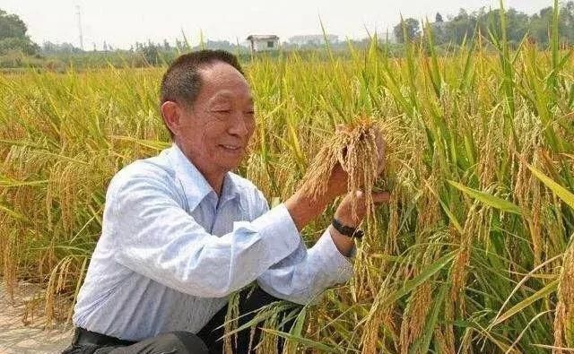 农民却让地荒着？大量粮食靠进口！袁隆平都看不下去了