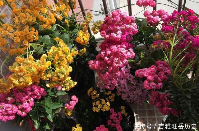 『旺盛』天气越冷,2种花开得越旺盛,放在窗台“开爆盆”,谁见都说好