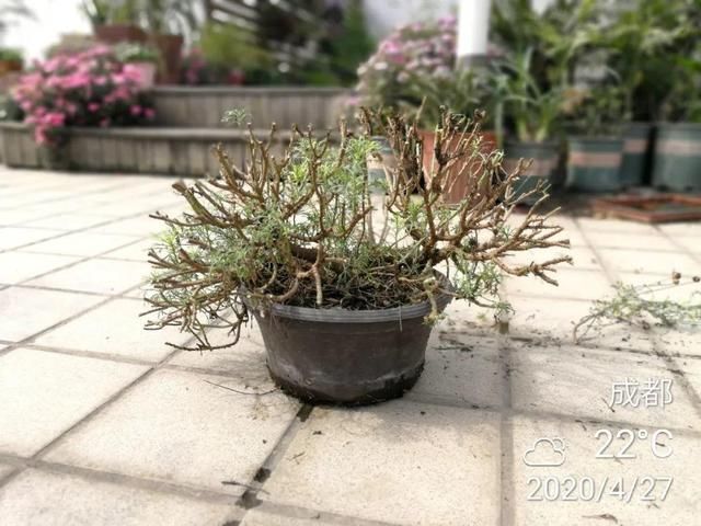  「照好的地方」3种花，开败后狠心剪个秃头，下次开花会更猛