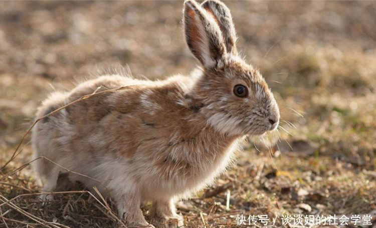 农村女子地里刨萝卜,却蹿出3斤重的大家伙,网友：大赚！