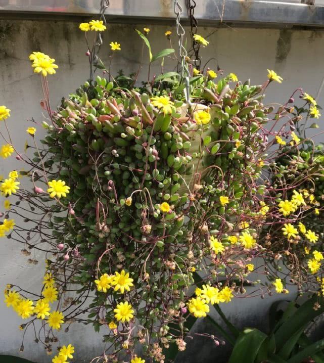 「植物」最好养的多肉植物,夏天也能养,花叶俱美多季开花!