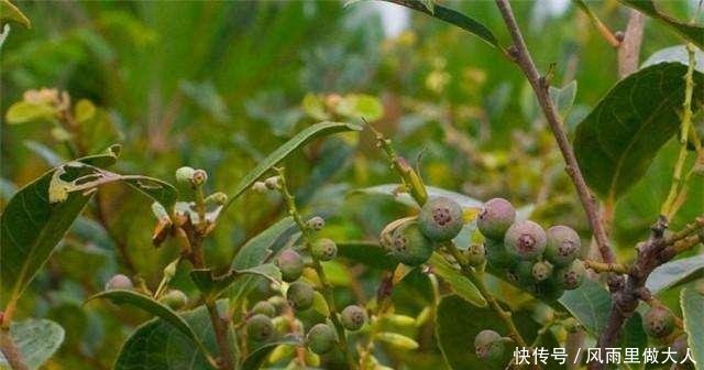 农村大叔，自家地里长满了野果，得知名字后，当宝一样保护着
