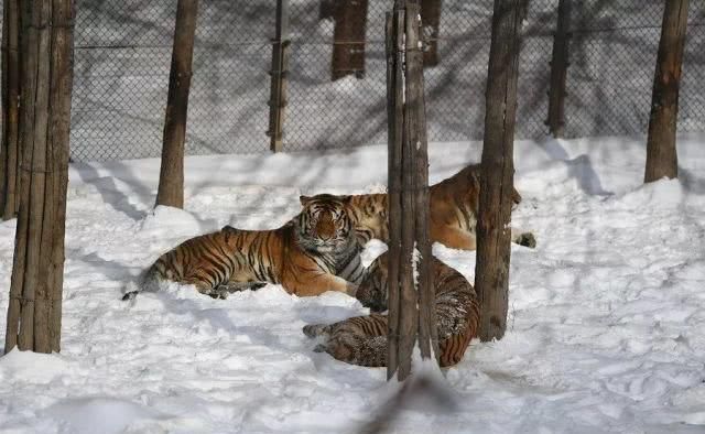 请您务必要尊重这场大雪！