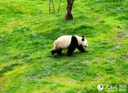 九寨沟县甲勿海大熊猫保护研究园开园 四只大熊猫与游客见面