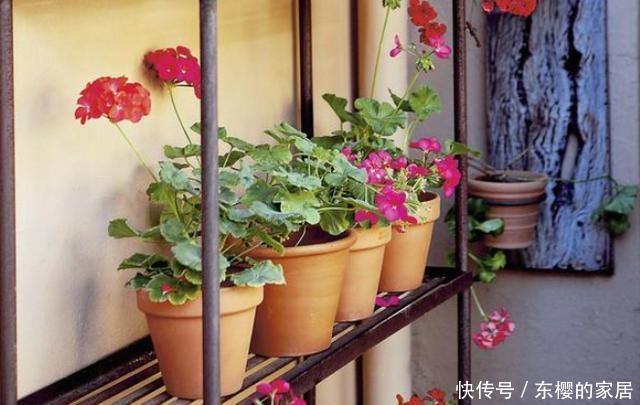 「亲民」如何寻找''亲民高效肥''?靠它们给花草施肥,氮磷钾钙全齐了