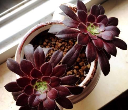  『花桩』3月养“法师”，给它“挪挪”位置，马上焕发生机，花桩越长越粗