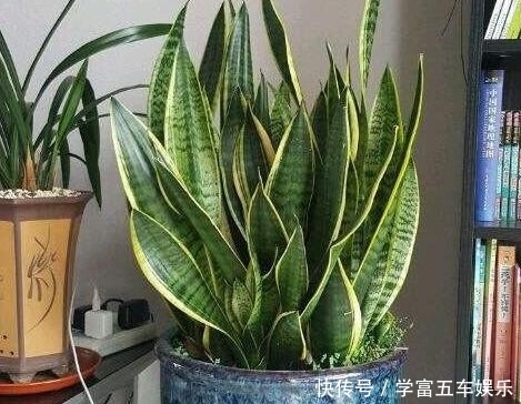  「无聊」别再觉得养花草无聊了，盆栽3款植物，室内放一盆就受益无穷