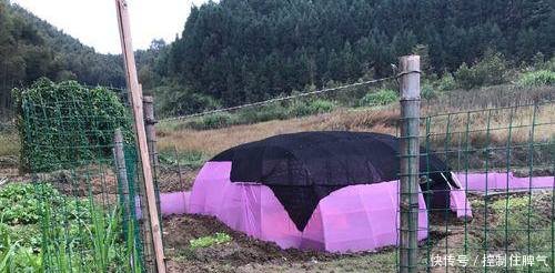 农村大叔，不愿再做电焊工，回家搭帐篷养起这个，称辛苦但挣钱