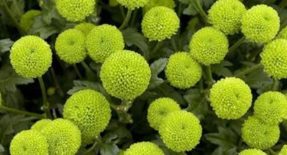  「一年四季」此花，如果养护得当一年四季都能开花爆盆。