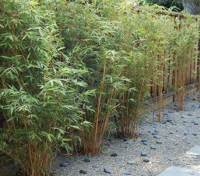 庭院竹子50张图告诉你，花园里种竹子有多高大上，气质瞬间提升