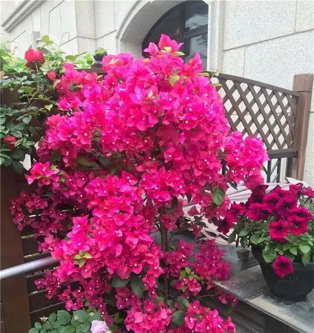  『花开满』夏天养三角梅,花前、花后浇水很关键,做对了,才能花开满树