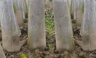  「水泥罐」农村人是这样种韭黄的，很多人吃过没见过怎么种