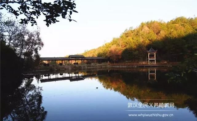 远离城市喧嚣！这个男人在黄陂建了座花海庄园，堪比“世外桃源”