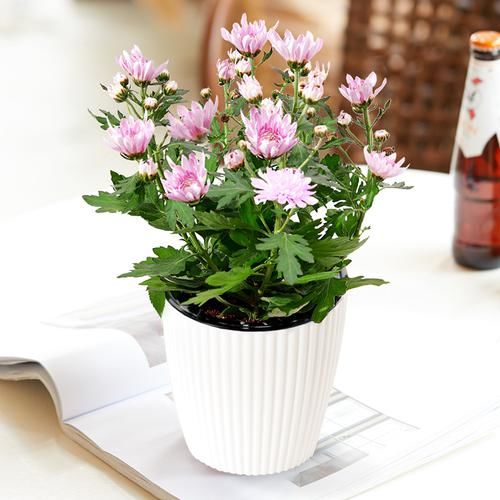  「玫瑰花盆栽」春天家里怎能没有一些好看的花花？这些花花放阳台特好看，超喜欢