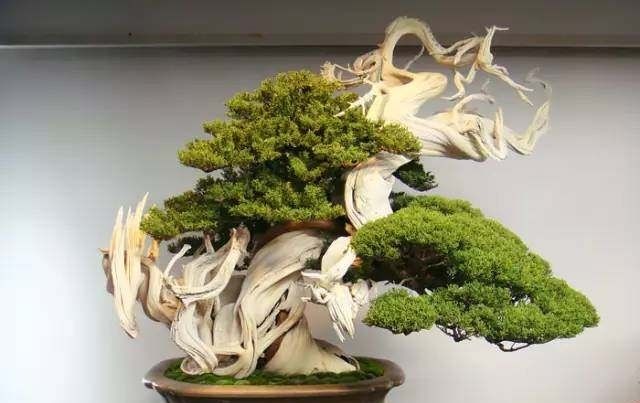  「山水盆景」世界上最美的34个盆景，第1个就美的受不了！