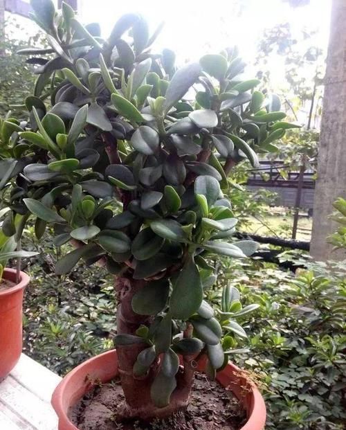  [对玉树]给玉树“造个型”，给它剪剪头，养分“憋一憋”，老桩长成胳膊粗