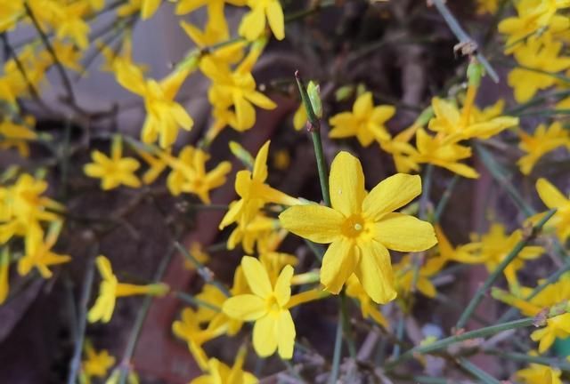  [日子]迎春花开了，百花齐放的日子，还远吗？
